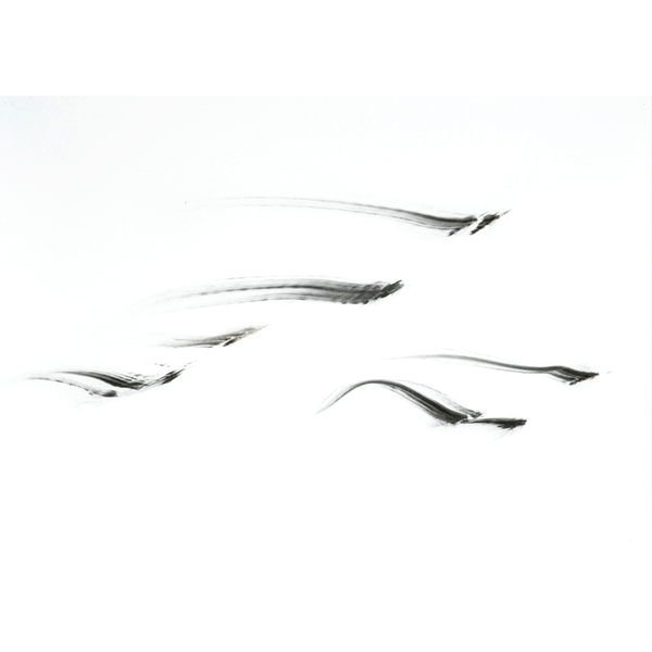 herman de vries<br/>traces, 2011, charcoal on paper, 61 x 86 cm