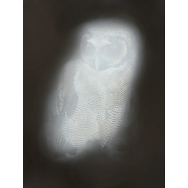 ANNA VOGEL<br/>Smiling Barn Owl IV, 2013, pigment print, 44 x 33cm