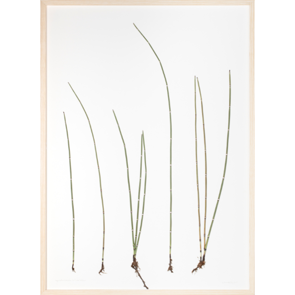 herman de vries<br/>equisetum hiemale (winterschachtelhalm), 2018, dried and preserved plants, 87 x 62 cm
