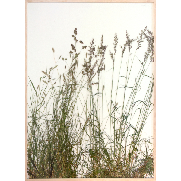 herman de vries<br/>großes rasenstück, eschenauer flur, 2015, dried and preserved plants, 143 x 103 cm