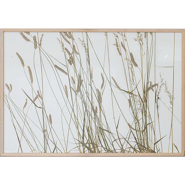 herman de vries<br/>Rasenschnitt, 2009, preserved plants on paper, 52x72cm