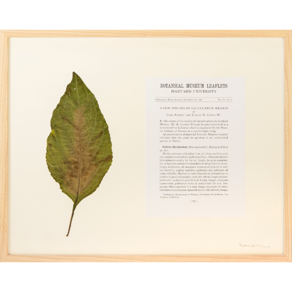 herman de vries<br/>salvia divinorum sp nov., 2019, dried and preserved leaf, 33,3 x 42 cm