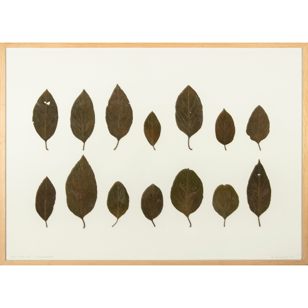 herman de vries<br/>viburnum rigidum coll.: los palos, blancos, el hierro 14.12.1994, dried and preserved leafs, 1995, 180 x 100 cm